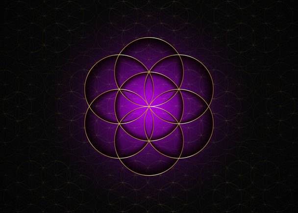 Σπόρος Λουλούδι της ζωής εικόνα λωτού μαγικό μωβ yantra mandala ιερή γεωμετρία, χρυσό σύμβολο της αρμονίας και της ισορροπίας. Μυστικό φυλαχτό, διάνυσμα χρυσών γραμμών απομονωμένο σε μαύρο πολυτελές φόντο  - Διάνυσμα, εικόνα