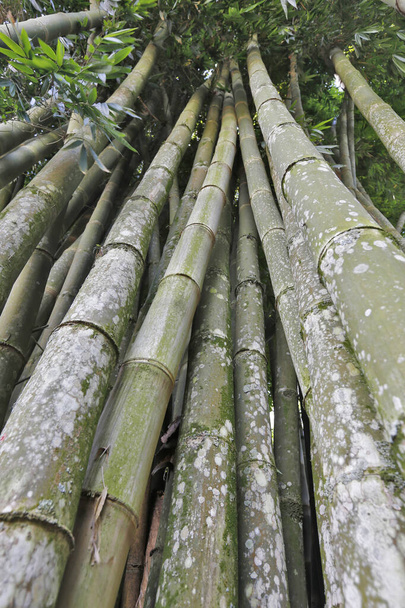 Нижний вид с точки зрения гигантского бамбука, самого высокого из бамбуков. В сельской местности Бразилии - Фото, изображение