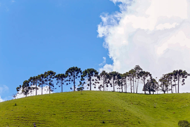 Araucarias farklı olarak mavi gökyüzü ufukta satırı - Fotoğraf, Görsel