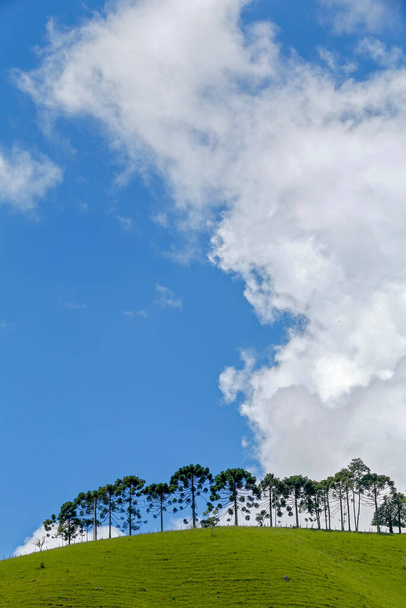 Araucarias farklı olarak mavi gökyüzü ufukta satırı - Fotoğraf, Görsel