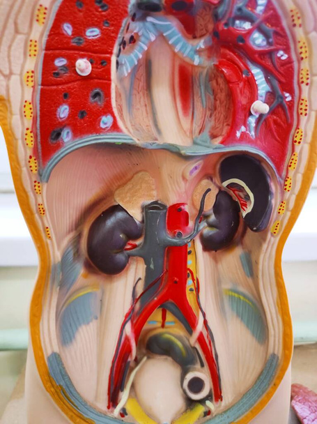 人間の体内の尿路と腎臓 - 写真・画像