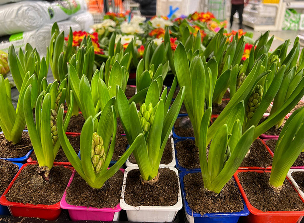 Ongeopende hyacinten in potten op de plank van een tuinvoorraadwinkel.  - Foto, afbeelding