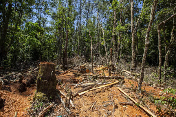 Deforestación: amplia vista de árboles recién aserrados, con aserrín y bosque en el fondo. En el campo de Brasil - Foto, imagen