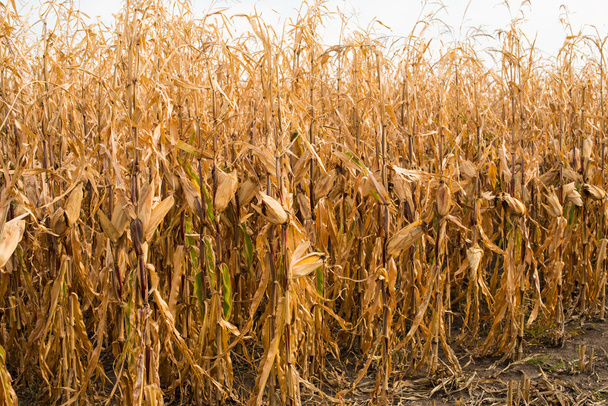 Feed Corn - 写真・画像