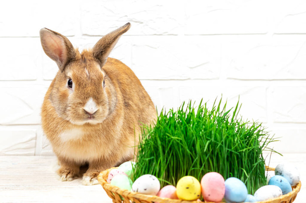 Chlupatý velikonoční zajíček s barevnými velikonočními vejci poblíž zelené trávy zblízka. Místo pro text. - Fotografie, Obrázek