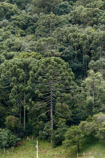 Bosque de pino brasileño, en medio de una pradera agrícola, que garantiza la protección de las especies amenazadas de extinción. En el campo de Brasil - Foto, imagen