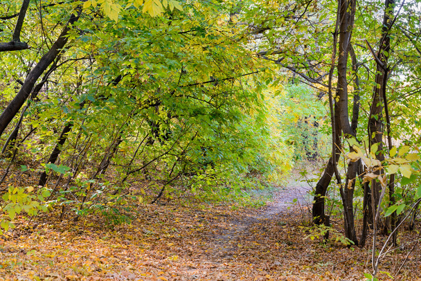 Осенняя лесная тропа между кленом и тополем в солнечный день
 - Фото, изображение