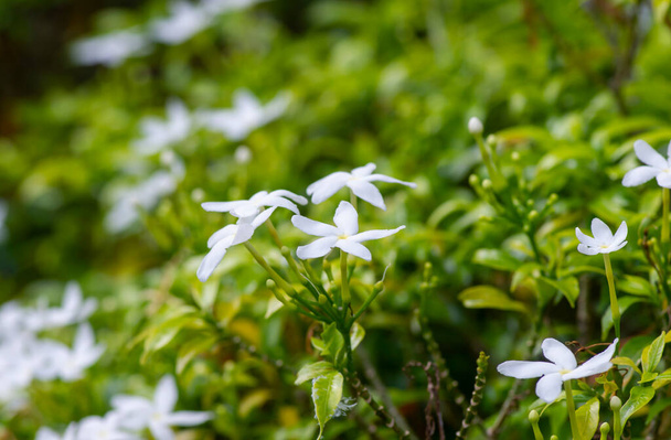 Krep Jasmín květiny (Tabernaemontana divaricata), mělké zaměření - Fotografie, Obrázek