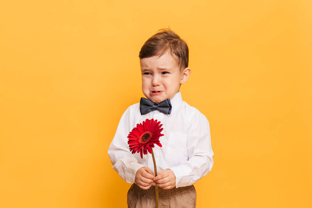 Egy elégedetlen fiú fehér ingben, nadrágban és csokornyakkendőben egy gerbera virágot tart a kezében. Ajándék anyámnak, nagyanyámnak.. - Fotó, kép