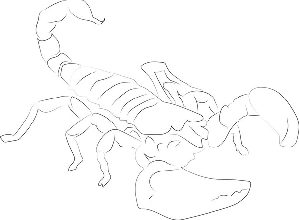 Stylized vector drawing drawn with strokes of lines of different thicknesses. Zodiac signs. Scorpio. Scorpion with upturned tail. - Vector, afbeelding