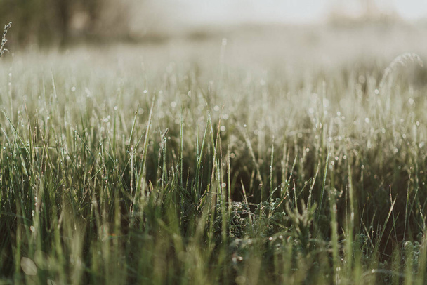 Close-up shot of green fresh grass in a field with morning dew drops - Foto, Imagen