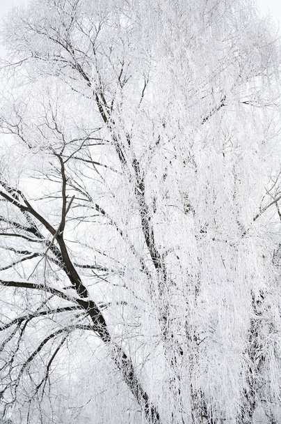 trees are covered with a thick layer of ice - Fotografie, Obrázek
