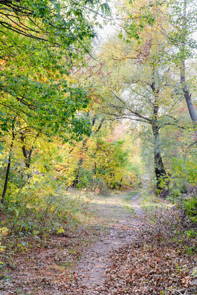 Güneşli bir günde akçaağaç, meşe, söğüt ve kavak ağaçları arasında sonbahar orman yolu - Fotoğraf, Görsel