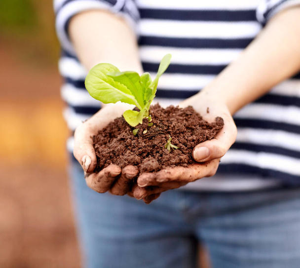 Holding onto precious resources. Cropped view of a womanampamp039s hands holding a seedling and some dirt. - Foto, Imagen