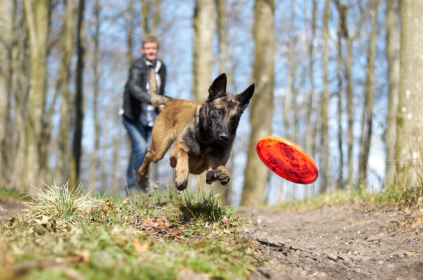Zabawa z moim futrzanym przyjacielem. Alzacki uganiający się za frisbee wyrzuconym przez właściciela w lesie. - Zdjęcie, obraz