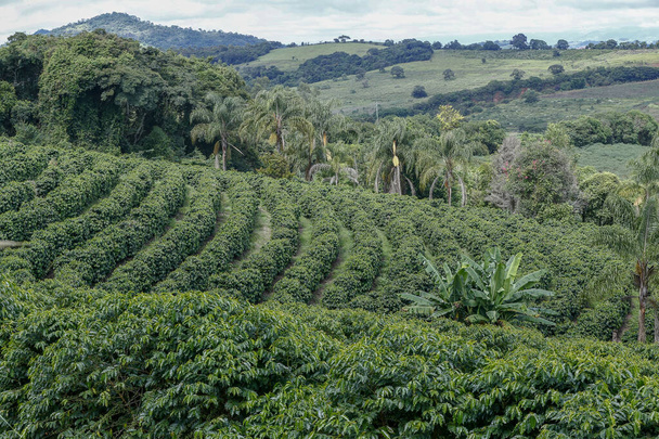 Paysage bucolique, avec plantation de café dans les collines du Minas Gerais, Brésil
 - Photo, image