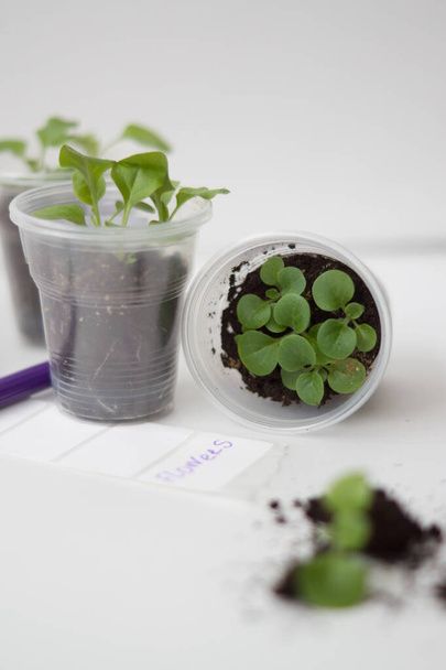 Seedlings of petunia flowers in plastic cups stickers for inscriptions and a purple marker - Fotografie, Obrázek