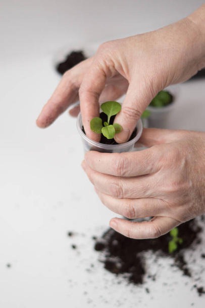 Hands of an elderly woman dive seedlings of petunia flowers into a plastic cup on a white background - Foto, imagen
