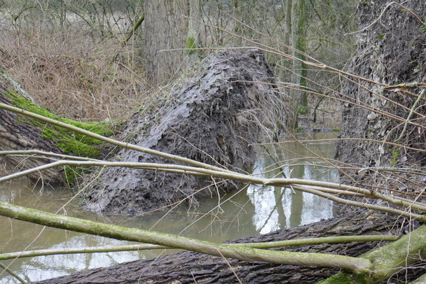 Huragany "Ylenia" (23 i 24 lutego), "Zeynep" (25 i 26 lutego), które szalały w bezpośrednim następstwie w północnych i środkowych Niemczech w lutym 2022 r., a obfite opady deszczu spowodowały również poważne szkody w lasach Sauerland - Zdjęcie, obraz