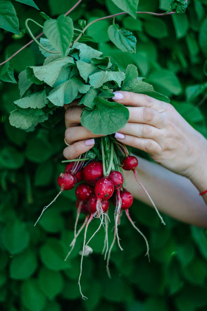 A bunch of fresh bright red radishes in women's hands. Your fresh first radish harvest.copy space. selective focus - 写真・画像