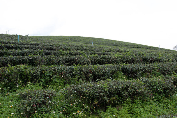 piękny krajobraz jest rozrzucony z uroczych małych działek drzew herbacianych, zapierające dech w piersiach doliny - Zdjęcie, obraz