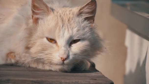 Obdachlose weiße Katze liegt auf einem schlafenden Stuhl auf der Straße - Filmmaterial, Video