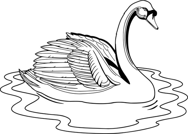 Mute Swan Vector Illustration - Διάνυσμα, εικόνα