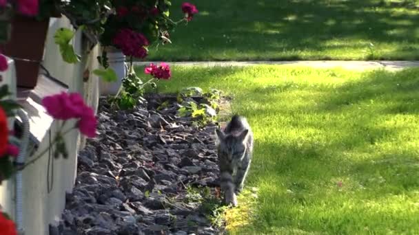 Malé kotě kočky chodí poblíž domu okenní parapet s květinami - Záběry, video