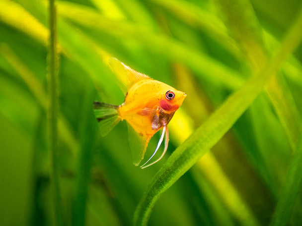Red devil angelfish in tank fish with blurred background (Pterophyllum scalare) - Photo, Image