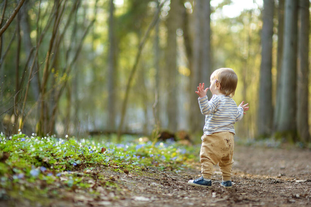 Adorable toddler boy having fun during a hike in the woods on beautiful sunny spring day. Active family leisure with kids. Child exploring nature. - Фото, зображення