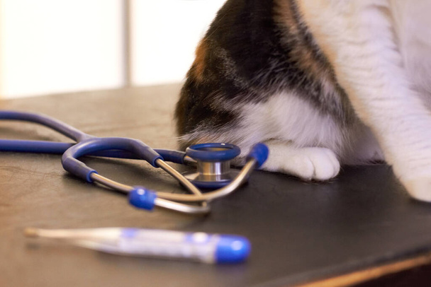 Очень важно пройти обследование вашего питомца. Обрезанный снимок кота на смотровом столе с термометром и стетоскопом. - Фото, изображение
