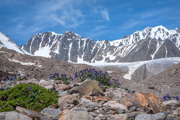 Amazing view with blue wild flowers snakehead (Dracocephalum grandiflorum) on rocks in mountains against glacier and blue sky with clouds in summer. Altai, Russia - Photo, image