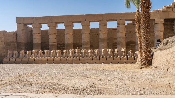 Μια σειρά από αγάλματα των σφίγγων με το κεφάλι του κριαριού στο παρασκήνιο της κιονοστοιχίας στο αρχαίο ναό Karnak του Λούξορ. Φοίνικες σε αμμώδες έδαφος. Μπλε ουρανός. Αίγυπτος. - Φωτογραφία, εικόνα