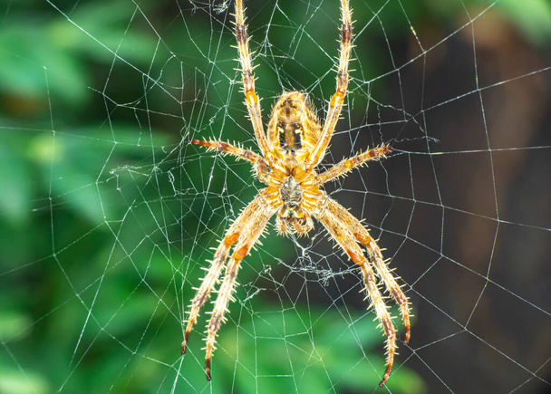 Aranha na Web macro, close up - Foto, Imagem