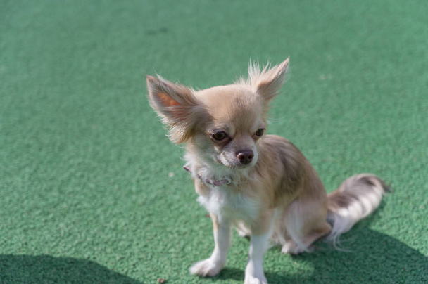 Retrato de um cão Chihuahua contra um fundo verde. O animal de estimação está sentado na superfície verde do campo esportivo. Lá fora. Durante o dia. - Foto, Imagem