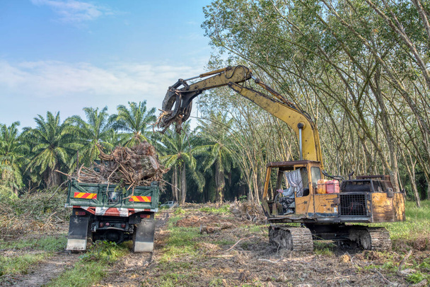 Grabber escavadeira levantando pedaços de tronco de árvore cortada para o caminhão a ser transportado  - Foto, Imagem