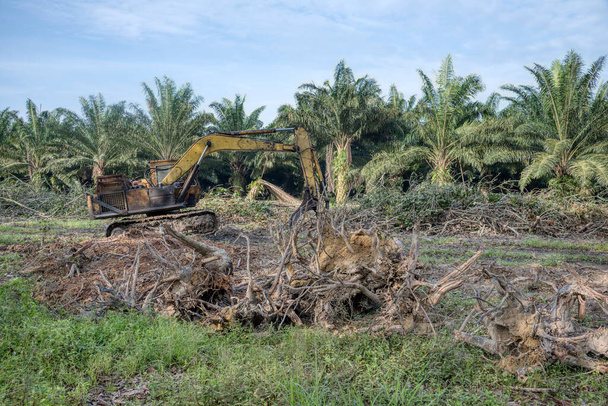 Excavadora acaparadora levantando trozos de tronco de árbol cortado en el camión para ser transportado  - Foto, imagen