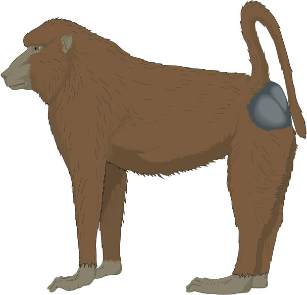 Pavian Ape Vector Illustration - Vektor, Bild