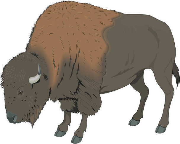 Illustrazione vettoriale permanente del bisonte - Vettoriali, immagini
