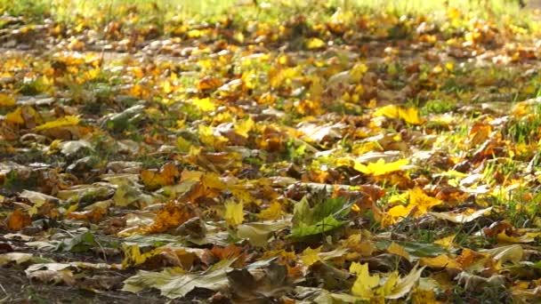 Falling autumn leaves - Footage, Video