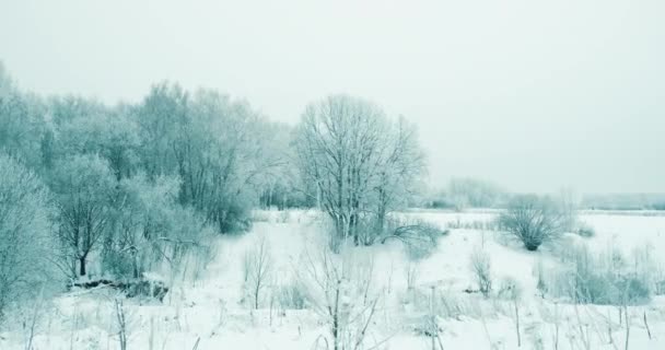Parque forestal cubierto de nieve, tiempo de invierno. Los árboles están cubiertos de nieve - Metraje, vídeo
