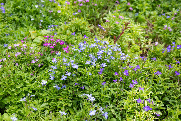 Beautiful blue lobelia flower close up in garden - Photo, Image
