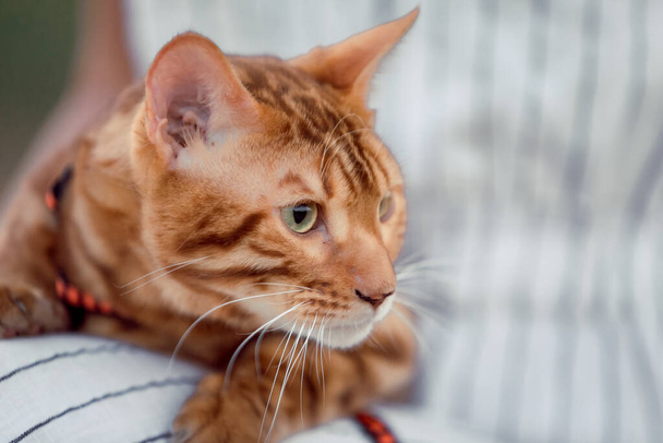 Un gatto bruno siede sulla spalla del proprietario. Gatto molto bello della razza Bengala. - Foto, immagini