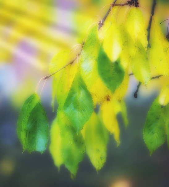 Весной. Фотография лесной красавицы в прингтайм. - Фото, изображение