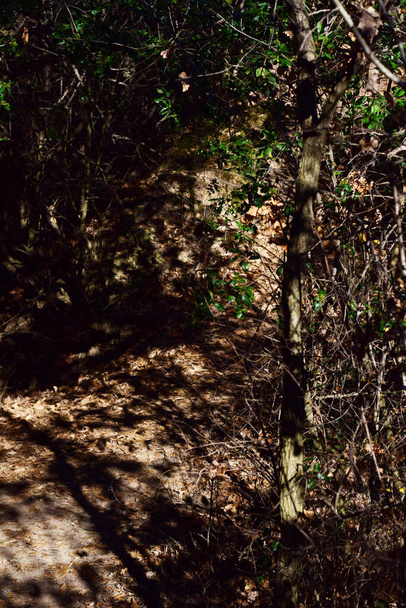 Путь в лес - Фото, изображение