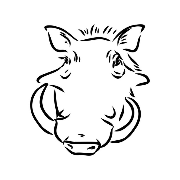 Black and white vector line drawing of a Warthog - Vector, Image