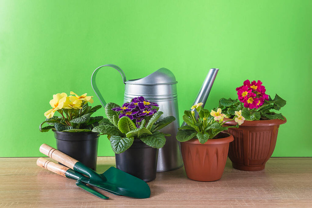 Különböző sokszínű primrózsák vagy primula virágok cserépben, kertészeti berendezések - Fotó, kép
