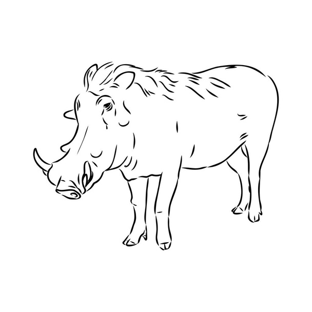 Schwarz-weiße Vektorlinienzeichnung eines Warzenschweins - Vektor, Bild
