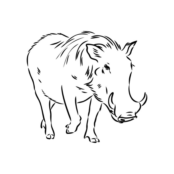 Ασπρόμαυρο διανυσματικό σχέδιο γραμμής ενός Warthog - Διάνυσμα, εικόνα