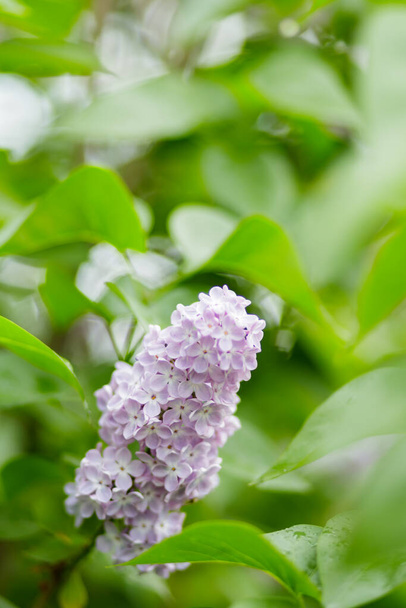 Blooming lilac flowers. Violet lilac flowers in a garden. Spring blossom background on sunny day. Copy space - Foto, afbeelding